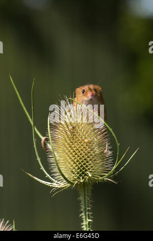 Harvest mouse on teasel Stock Photo