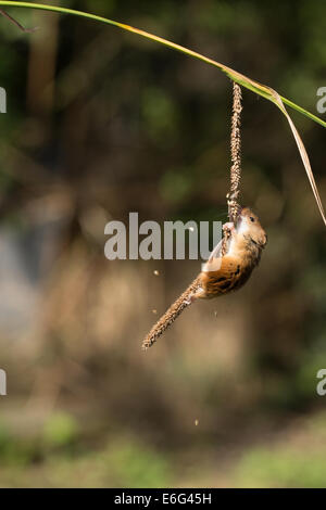 Harvest mouse on grass Stock Photo