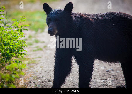 Black bear, on the Blacktail Plateau Drive in Yellowstone National Park, Wyoming, USA. Stock Photo