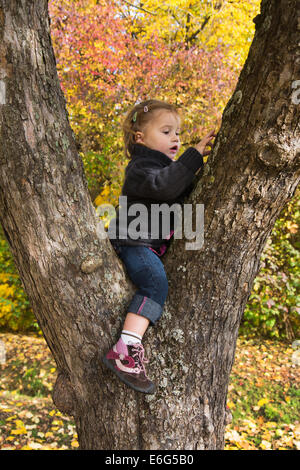 Cute little girl sitting in a tree in autumn looking at the bark. Stock Photo