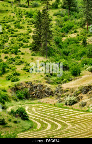 Rows of cut hay. Imnaha Canyon, Oregon.  Hells Canyon National Recreation Area, Oregon Stock Photo