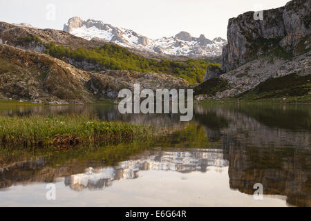 Ercina lake. Covadonga lakes. Picos de Europa National Park. Asturias provence. Spain. Europe Stock Photo