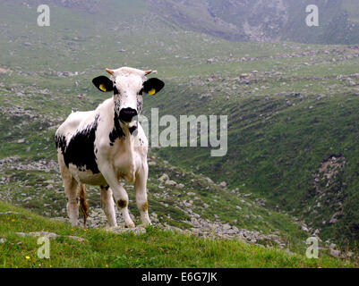 Cow in the grass at the mountain - Mucca su prato di montagna Stock Photo