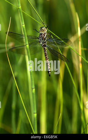 A Blue-eye dragonfly perched on tall green stalks of marsh grass Stock Photo