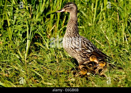 A female Mallard Duck with a brood of new ducklings in the tall green grass Stock Photo