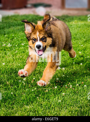 Twelve week old Bernese Mountain Dog, Great Pyrenees, mix breed, puppy running on grass Stock Photo