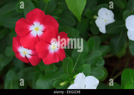 Cape Periwinkle Stock Photo