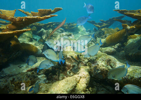 fish school of Doctorfish tang in a coral reef of the Caribbean sea Stock Photo