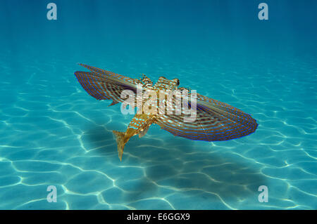 Flying Gurnard fish underwater over a sandy seabed, Caribbean sea Stock Photo