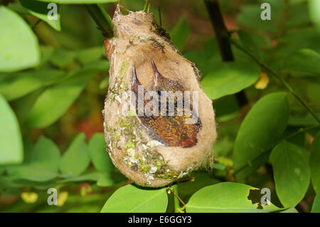 two babies Rufous-tailed hummingbird in nest, 2 weeks old, Costa Rica, Central America Stock Photo