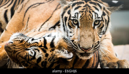 Close up of two playful tigers, close up. Stock Photo