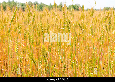 macro shot of wheat ears in the field Stock Photo