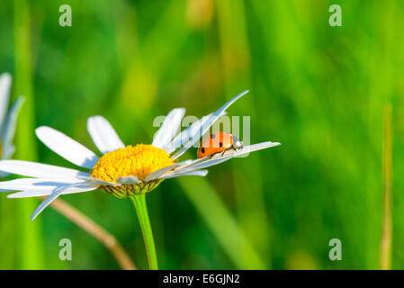 ladybug crawling on a daisy in a field Stock Photo