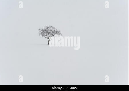 A tree in a snow whiteout Stock Photo