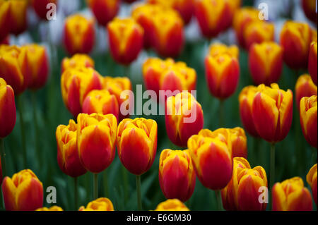 Tulips in the Nethelralnds Stock Photo