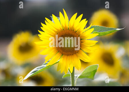 Sunflower (lat. Helianthus) at summertime, Germany Stock Photo