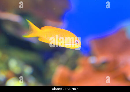 Flame fairly bassle or Redfin anthias (Pseudanthias dispar) in Japan Stock Photo