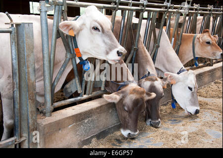 Row of feeding dairy cows in a stable on a farm Stock Photo