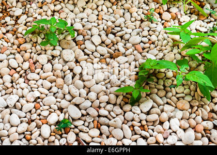 Pile of Pebbles with Plant Background/ Texture. Stock Photo