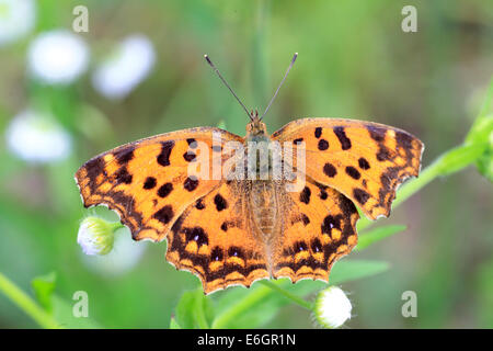 Asian Comma butterfly (Polygonia c-aureum) in Japan Stock Photo