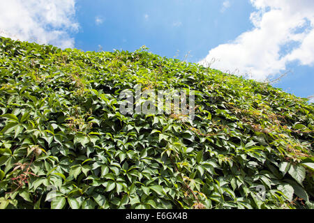 Green wall Stock Photo