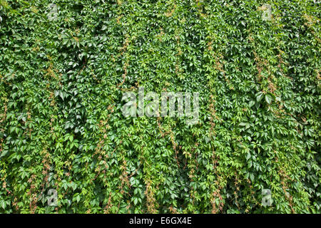 Green wall Stock Photo
