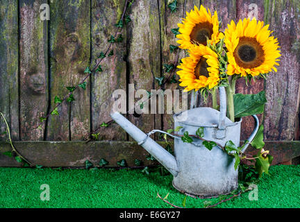 Three sunflowers in a decorative watering can against a weathered garden fence Stock Photo