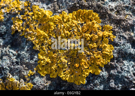 Lichen (Caloplaca sp.) growing on the coastal rock Slapton Ley NNR Devon UK Europe August Stock Photo