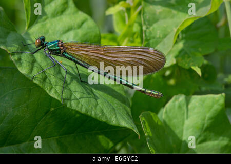 The Beautiful Demoiselle (Calopteryx virgo) female European damselfly Slapton Ley NNR Devon UK Europe August. Stock Photo