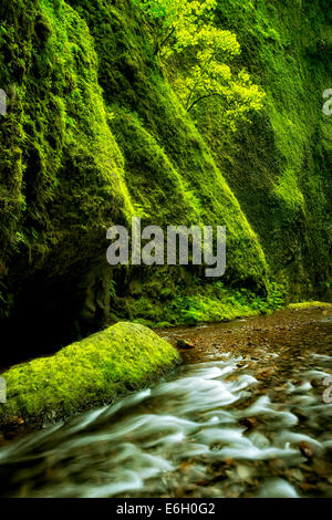 Oneonta Gorge and creek. Columbia River Gorge National Scenic Area, Oregon Stock Photo