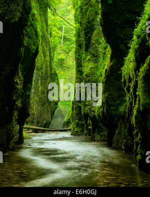 Oneonta Gorge and creek. Columbia River Gorge National Scenic Area, Oregon Stock Photo