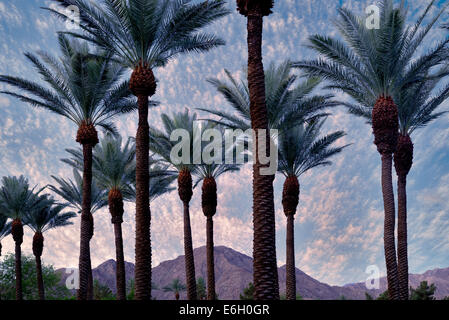 Palm trees with sunrise and Santa Rosa Mountains, California Stock Photo