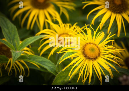 Inula hookeri, a member of the Daisy family (Asteraceae) Stock Photo