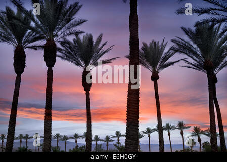 Palm trees with sunrise and Santa Rosa Mountains, California Stock Photo