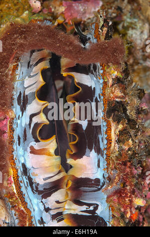 Thorny oyster in Maldives, Indian Ocean Stock Photo