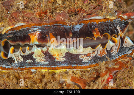 Thorny oyster in Maldives, Indian Ocean Stock Photo