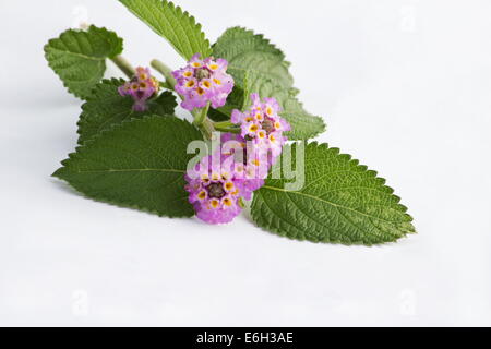 Bushy Matgrass 'Lippia alba'  flowers and leaves on white background Stock Photo