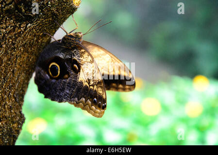 a Tawny Owl Butterfly in nature Stock Photo