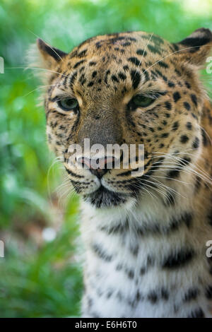 A close up portrait of an Amur leopard, an endangered animal, at the Pittsburgh Zoo, Pittsburgh, Pennsylvania. Stock Photo