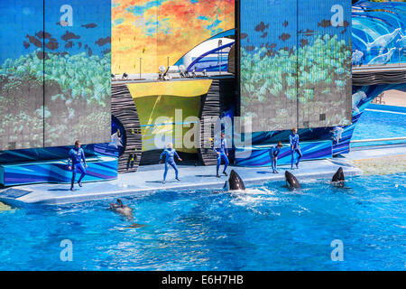 Killer whales (Orcinus orca) performing at show in Shamu Stadium at Sea World in Orlando, Florida Stock Photo