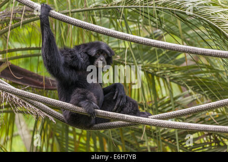 Siamang monkey (Symphalangus syndactylus) playing on ropes at Audubon Zoo in New Orleans, Louisiana Stock Photo