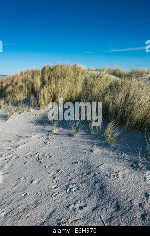 Grasses on the sand dunes at West Wittering Stock Photo