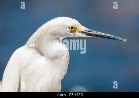 Close up of a Snowy Egret (Egretta thula) in the Pacific Point Preserve attraction at Sea World Orlando, Florida, USA Stock Photo