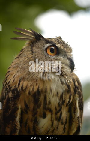 Old Westbury, New York, U.S. - August 23, 2014 - AUGIE, a 4-year-old male Eurasian Eagle Owl (Bubo bubo) with large orange eyes, is from WINORR, Wildlife in Need of Rescue and Rehabilitation, at the 54th Annual Long Island Scottish Festival and Highland Games, co-hosted by L. I. Scottish Clan MacDuff, at Old Westbury Gardens. WINORR is run by the Horvaths, licensed animal rehabilitators in North Massapequa. Credit:  Ann E Parry/Alamy Live News Stock Photo