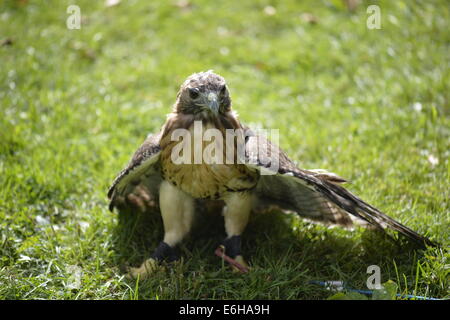 Old Westbury, New York, U.S. - August 23, 2014 - A red-tailed hawk (Buteo jamaicensis) standing in the grass is from WINORR, Wildlife in Need of Rescue and Rehabilitation, at the 54th Annual Long Island Scottish Festival and Highland Games, co-hosted by L. I. Scottish Clan MacDuff, at Old Westbury Gardens. WINORR is run by the Horvaths, licensed animal rehabilitators in North Massapequa. Credit:  Ann E Parry/Alamy Live News Stock Photo