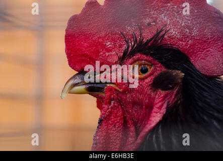 Syracuse, New York, USA. 22nd Aug, 2014. There are hundreds of birds of all kinds inside the Poultry building at the New York State Fair. © Zach Roberts/ZUMA Wire/ZUMAPRESS.com/Alamy Live News Stock Photo