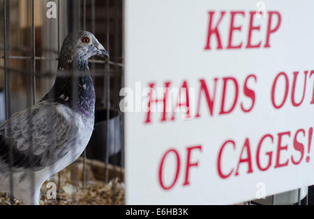 Syracuse, New York, USA. 22nd Aug, 2014. There are hundreds of birds of all kinds inside the Poultry building at the New York State Fair. © Zach Roberts/ZUMA Wire/ZUMAPRESS.com/Alamy Live News Stock Photo