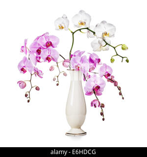 Purple and white orchid flowers in retro vase isolated on white background Stock Photo