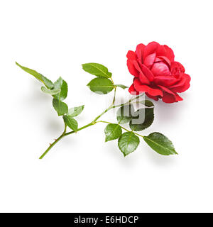 Red rose flower with stem and leaves. Climbing roses in summer garden. Single object isolated on white background. Clipping path Stock Photo