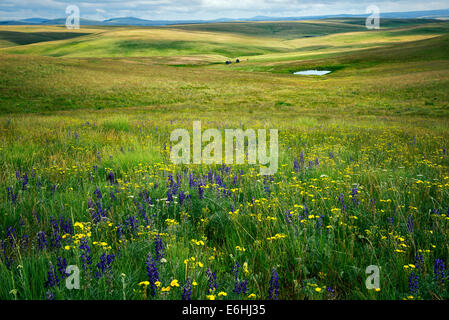 Wildflowers ,meadow, pond and pioneer cabin. Zumwalt Prairie, Oregon Stock Photo